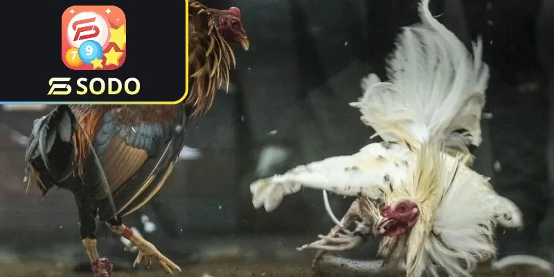 Đá gà bình luận trực tiếp 79sodo - Cược giải trí và thắng lớn 3 Các hình thức đá gà bình luận trực tiếp tại 79sodo