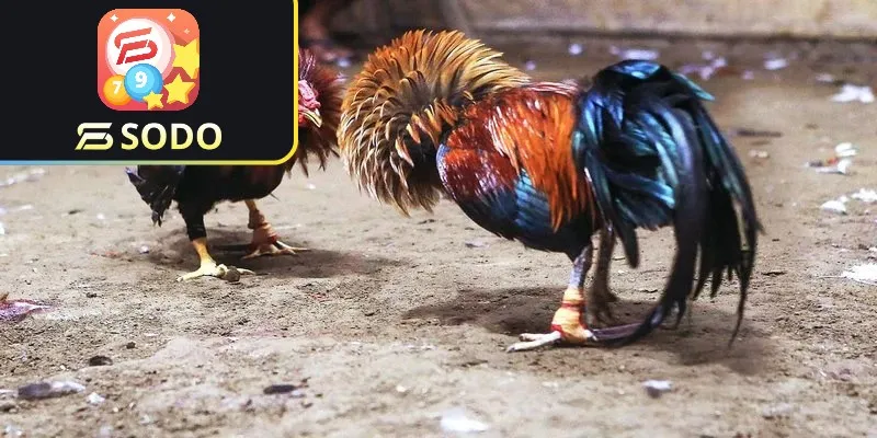 Đá gà bình luận trực tiếp 79sodo - Cược giải trí và thắng lớn 4 Kinh nghiệm chơi đá gà bình luận trực tiếp tại 79sodo